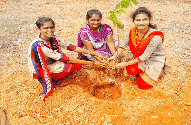 Tree Plantation